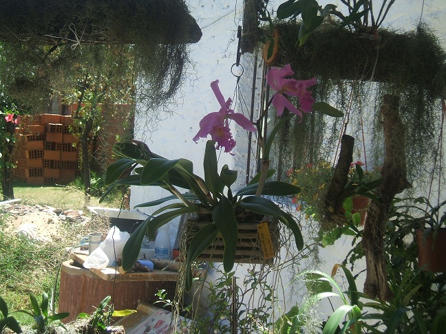 [Foto de planta, jardin, jardineria]