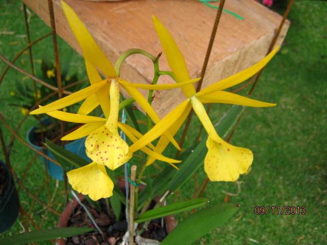 [Foto de planta, jardin, jardineria]