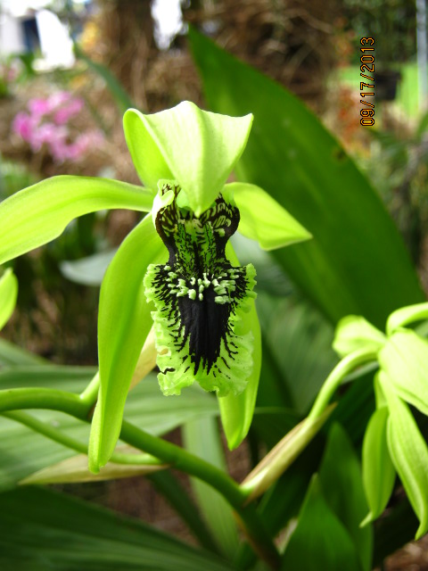 [Foto de planta, jardin, jardineria]