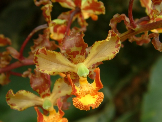 [Foto de planta, jardin, jardineria]