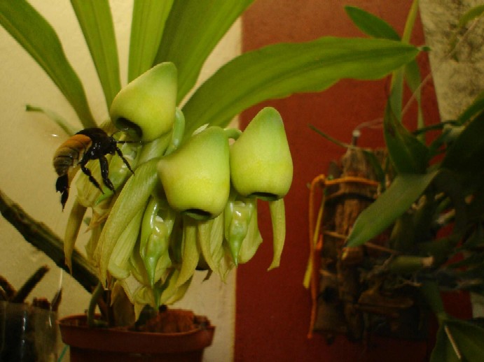 [Foto de planta, jardin, jardineria]