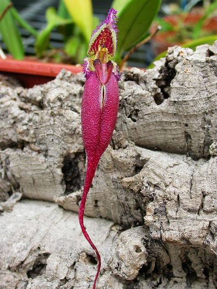 [Foto de planta, jardin, jardineria]