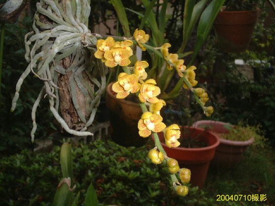 [Foto de planta, jardin, jardineria]