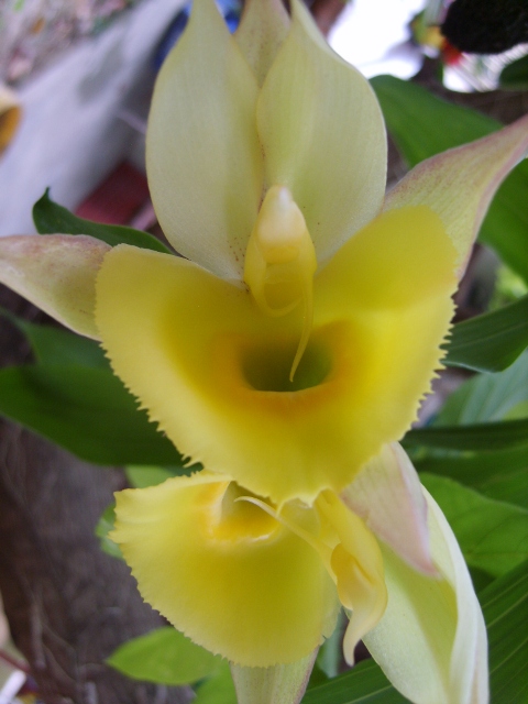[Foto de planta, jardin, jardineria]