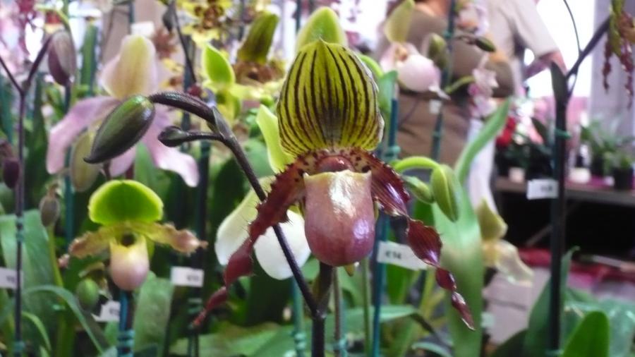 [Foto de planta, jardin, jardineria]