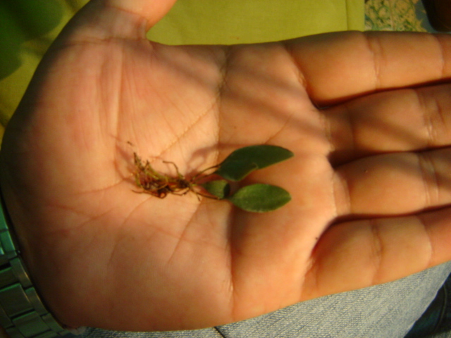 [Foto de planta, jardin, jardineria]