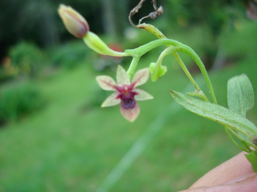 [Foto de planta, jardin, jardineria]