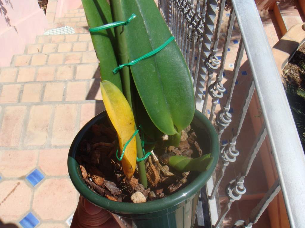 [Foto de planta, jardin, jardineria]