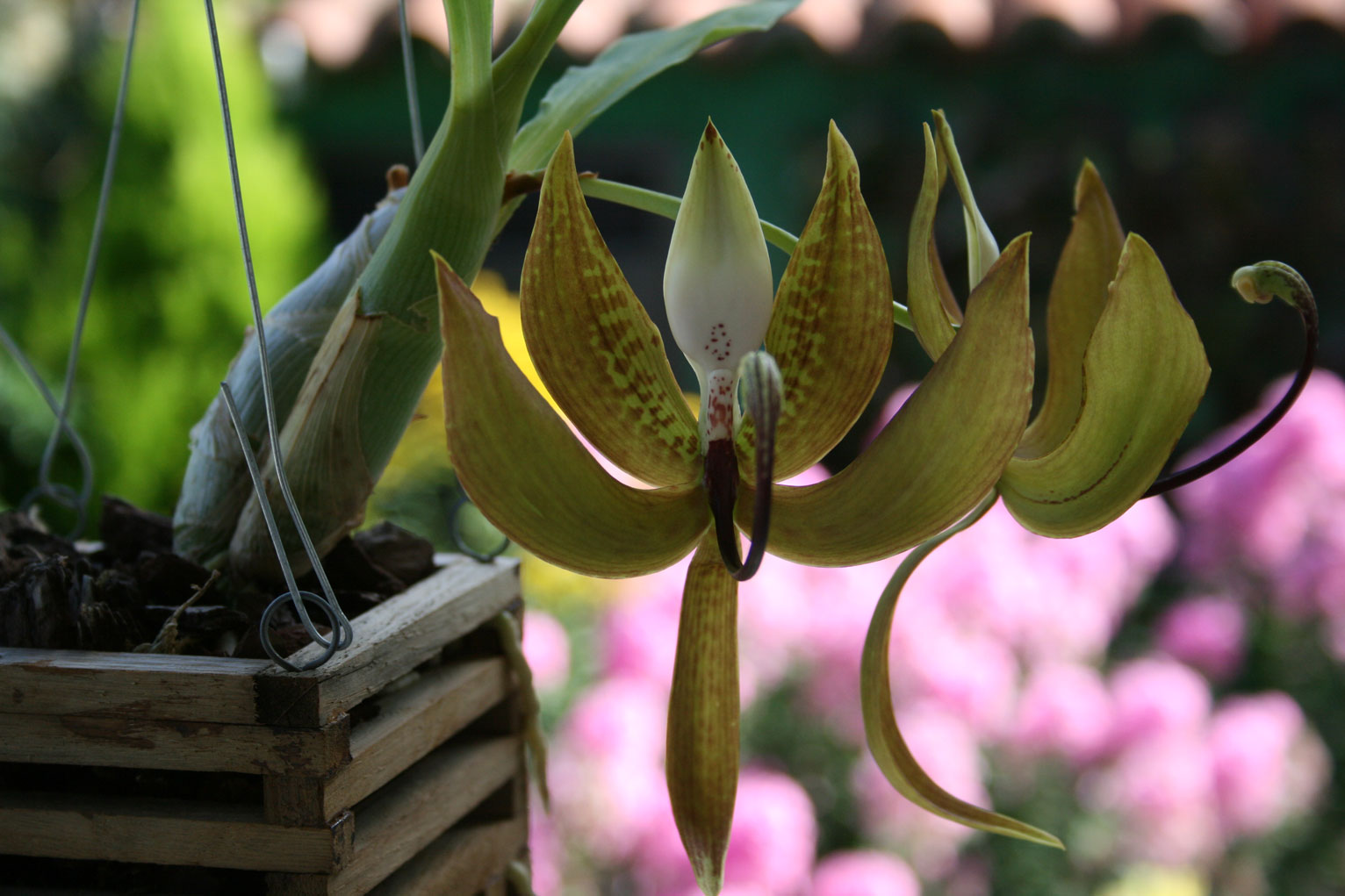 [Foto de planta, jardin, jardineria]