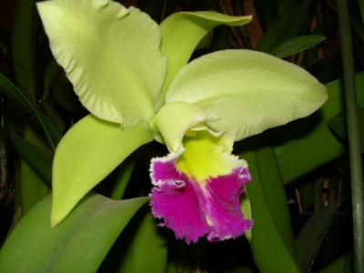[Foto de planta, jardin, jardineria]