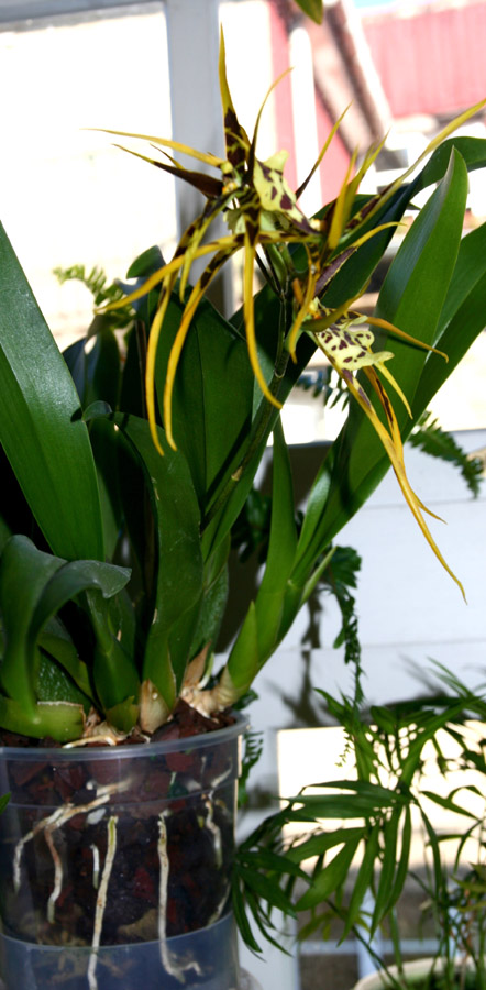 [Foto de planta, jardin, jardineria]