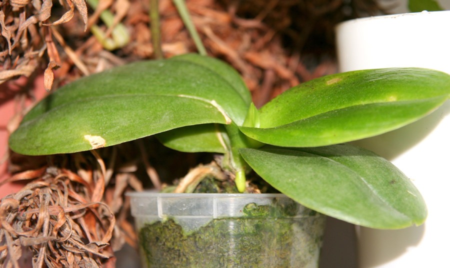 [Foto de planta, jardin, jardineria]