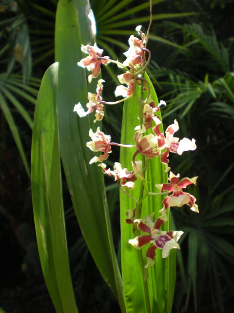 [Foto de planta, jardin, jardineria]