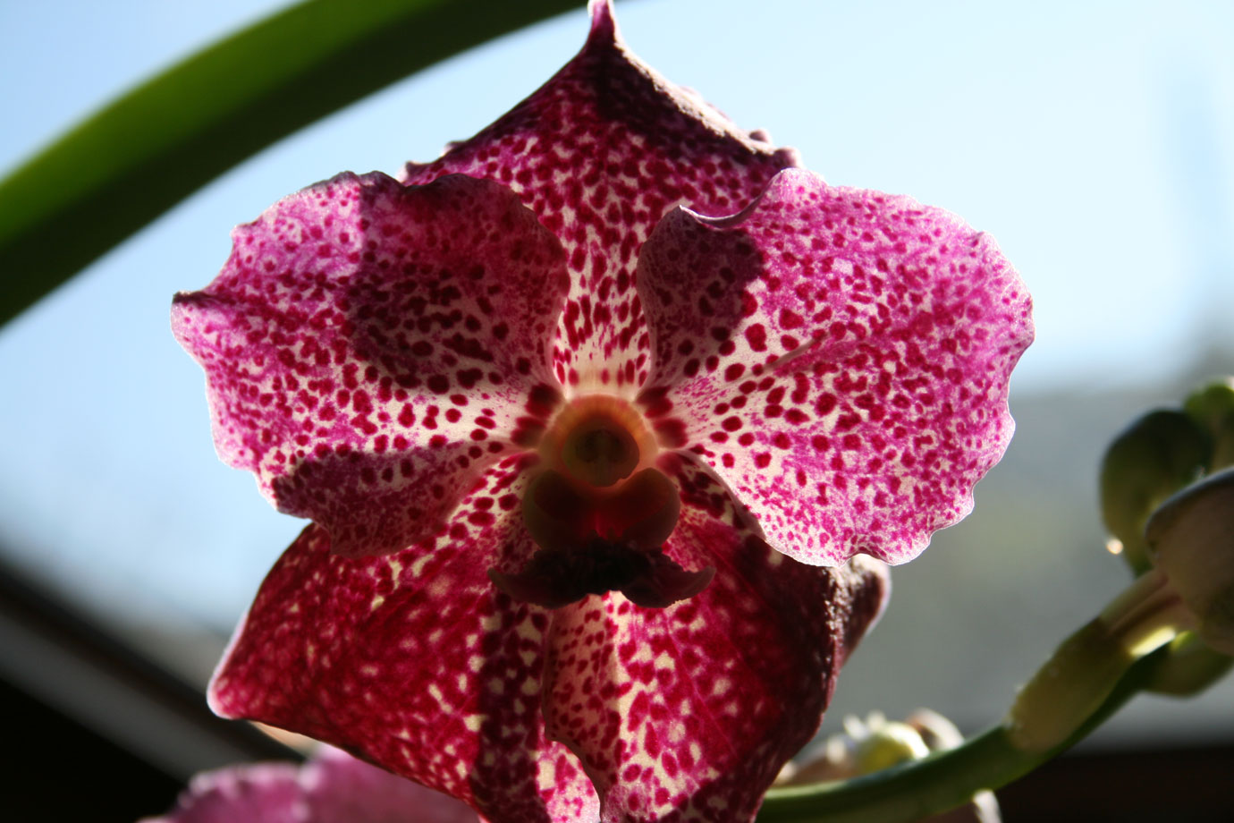 [Foto de planta, jardin, jardineria]