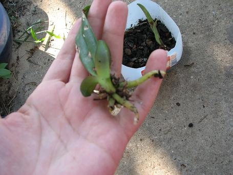 [Foto de planta, jardin, jardineria]