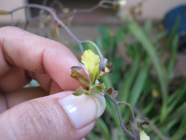 [Foto de planta, jardin, jardineria]