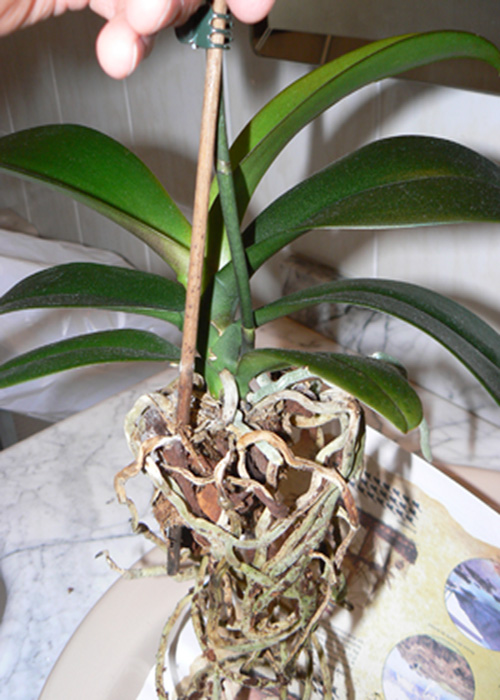 [Foto de planta, jardin, jardineria]