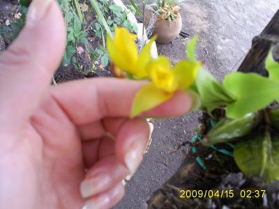[Foto de planta, jardin, jardineria]