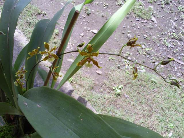 [Foto de planta, jardin, jardineria]