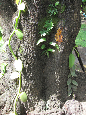 [Foto de planta, jardin, jardineria]