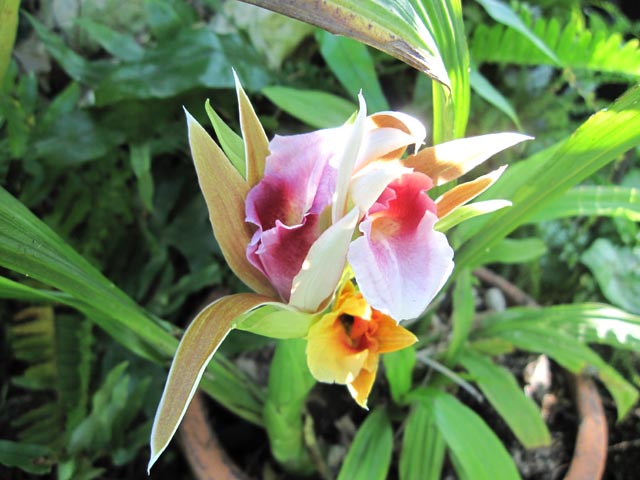 [Foto de planta, jardin, jardineria]