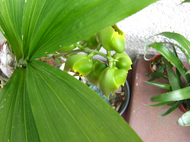 [Foto de planta, jardin, jardineria]