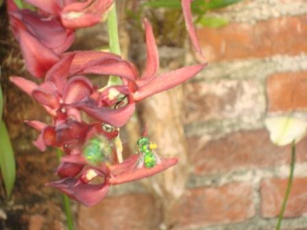 [Foto de planta, jardin, jardineria]