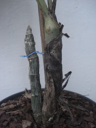 [Foto de planta, jardin, jardineria]