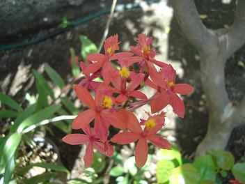 [Foto de planta, jardin, jardineria]