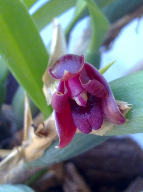 [Foto de planta, jardin, jardineria]