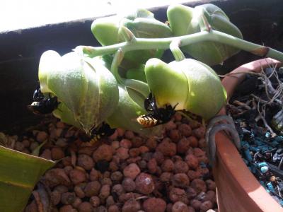 [Foto de planta, jardin, jardineria]
