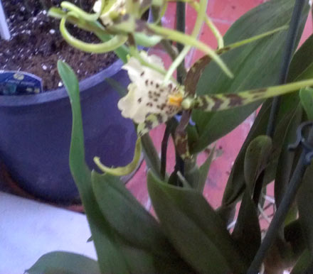[Foto de planta, jardin, jardineria]