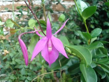 [Foto de planta, jardin, jardineria]