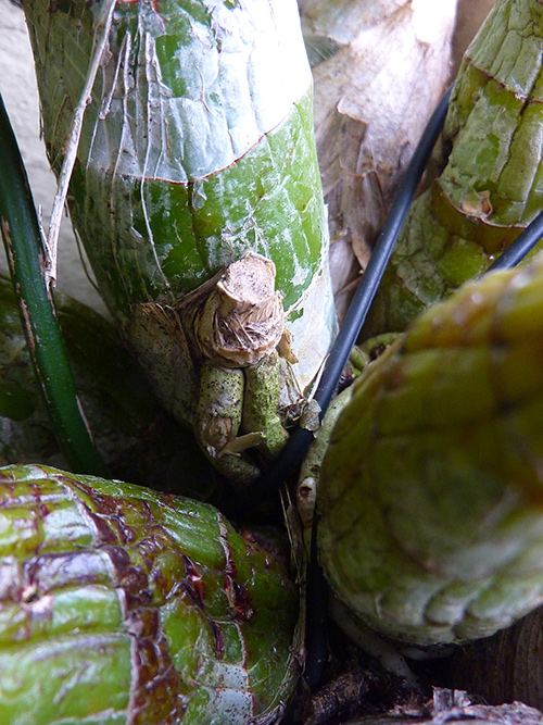 [Foto de planta, jardin, jardineria]