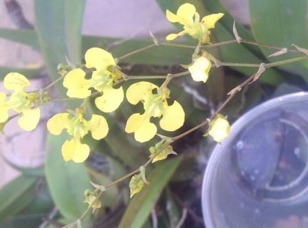 [Foto de planta, jardin, jardineria]