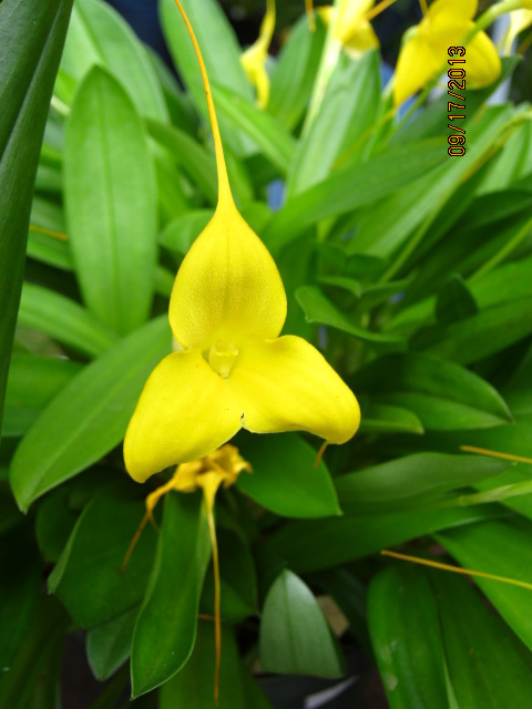 [Foto de planta, jardin, jardineria]