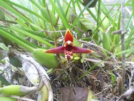 [Foto de planta, jardin, jardineria]