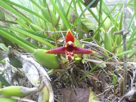 [Foto de planta, jardin, jardineria]