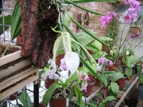 [Foto de planta, jardin, jardineria]