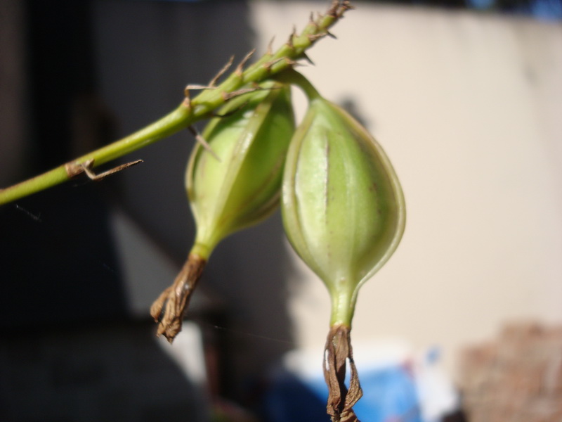 [Foto de planta, jardin, jardineria]