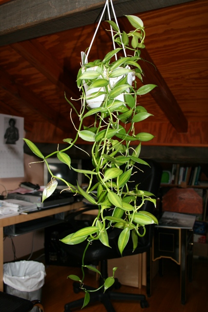 [Foto de planta, jardin, jardineria]