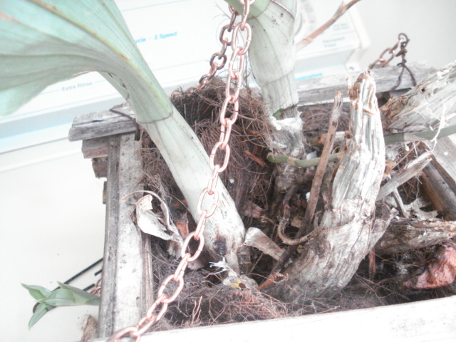 [Foto de planta, jardin, jardineria]