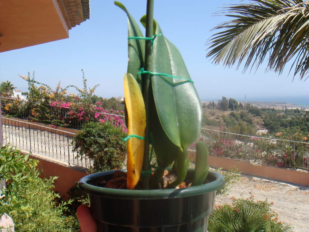 [Foto de planta, jardin, jardineria]