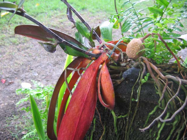 [Foto de planta, jardin, jardineria]