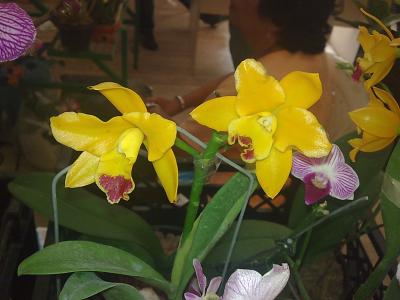 [Foto de planta, jardin, jardineria]