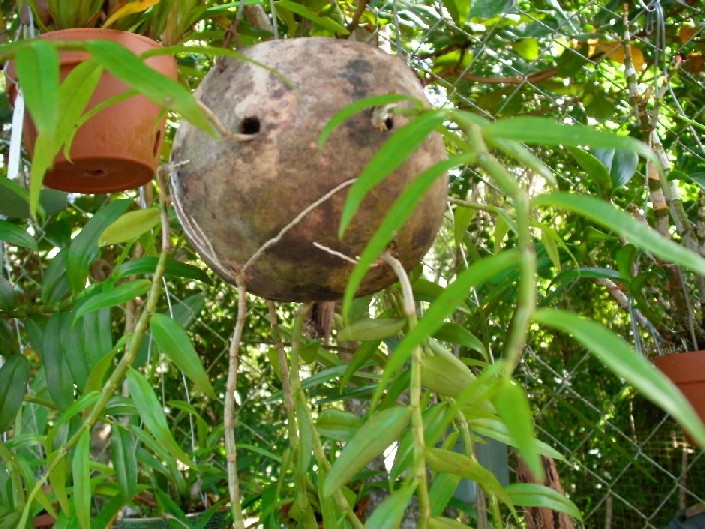 [Foto de planta, jardin, jardineria]