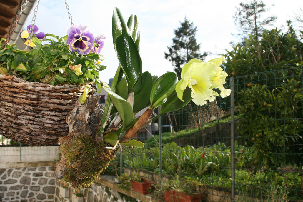 [Foto de planta, jardin, jardineria]