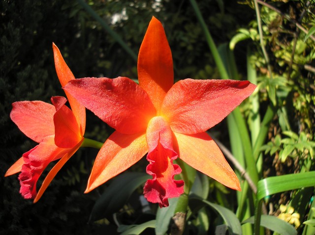 [Foto de planta, jardin, jardineria]