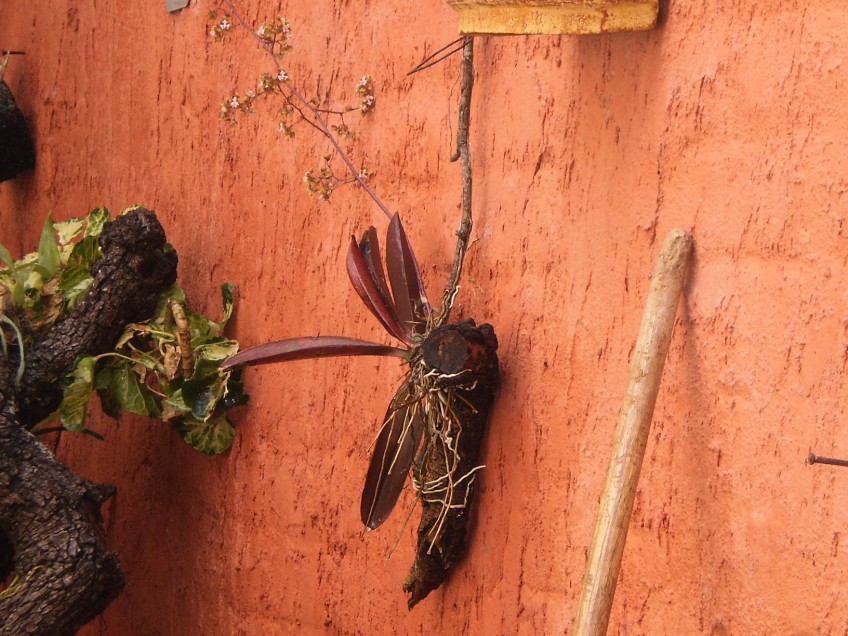 [Foto de planta, jardin, jardineria]