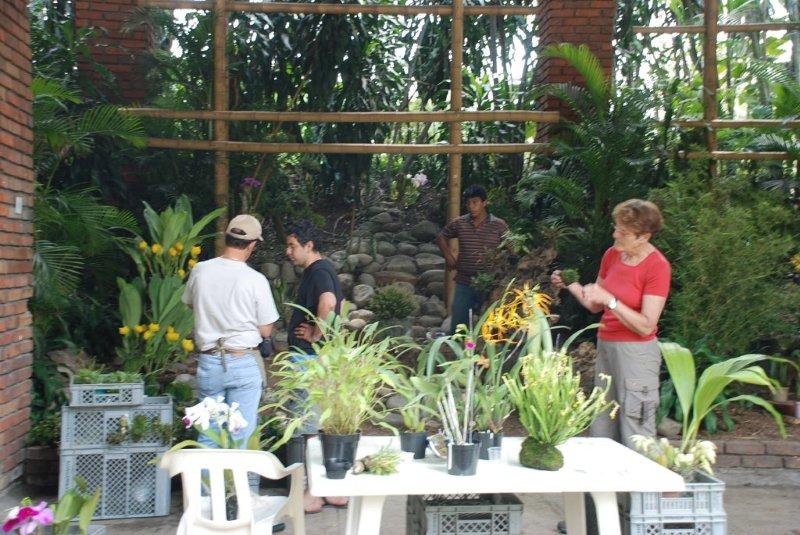 [Foto de planta, jardin, jardineria]